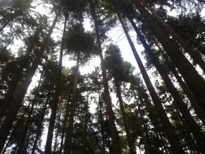 Kanada Nature 6