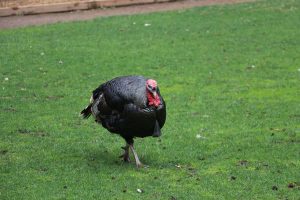 IMG_2088
