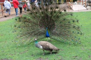 IMG_2092