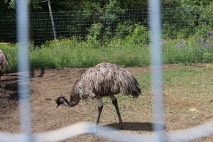 IMG_2108